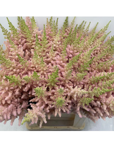 Wholesale Astilbe Vision Inferno Light Pink - 100 Stems | Florasource