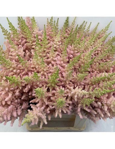 Astilbe Vision Inferno LIGHT PINK 65cm 50 / 100 stems