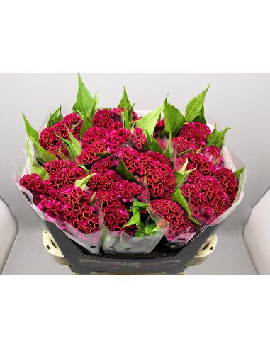 Celosia Dara RED 75cm for wholesale by Florasource
