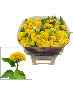 Celosia Inca YELLOW 75cm