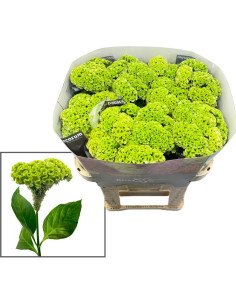 Celosia Verda LIME GREEN 75cm
