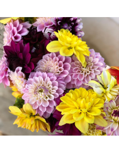 wholesale dahlias for weddings and events
