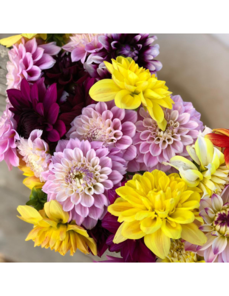 wholesale dahlias for weddings and events