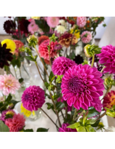 wholesale dahlias for weddings and events 2