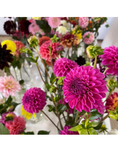 wholesale dahlias for weddings and events