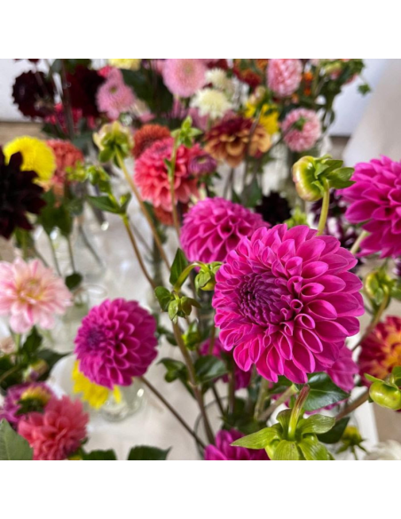 wholesale dahlias for weddings and events