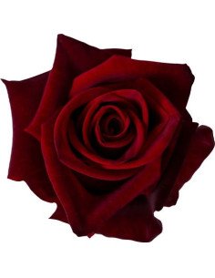 Black Magic Red Roses 50 / 100 / 200  Stems