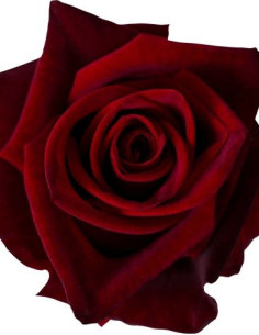 Black Magic Red Roses