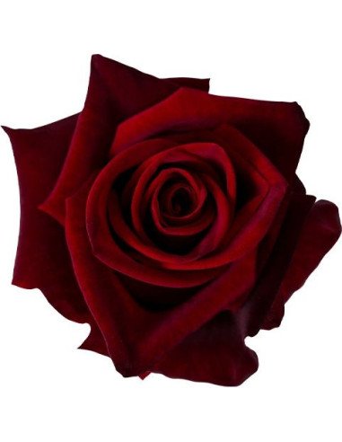 Black Magic Red Roses | Premium Dark Red Wholesale Roses