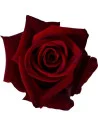Black Magic Red Roses 50 / 100 / 200  Stems