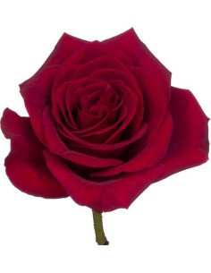 Wholesale Cherry Oh Red Roses | Bulk Ecuadorian Stems | Florasource