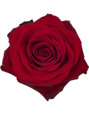 Valentine’s Day Freedom Roses – Bulk Box | Premium Wholesale Roses