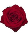 Freedom Red Roses 100 / 200  Stems BULK BOX