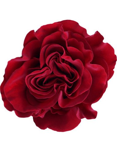 Wholesale Hearts Red Roses — Unique Ruffled Bulk Roses | Florasource