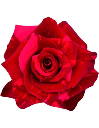 Red & Pink Bi‑Color Roses | Two‑Tone Roses Wholesale