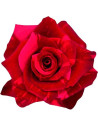 Red Panther Bicolor Red Rose 100 stems