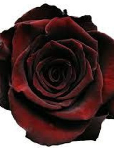 Black Baccara Red Rose