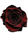 Black Baccara Red Rose 50 / 100 / 200 stems