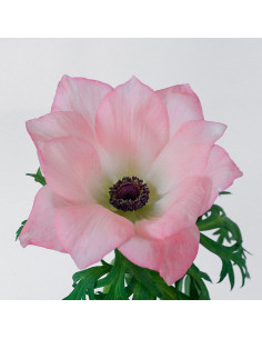 Anemone Pinkie Pink – Bright Pink Anemones (40 / 70 Stems) | Wholesale Bulk Flowers