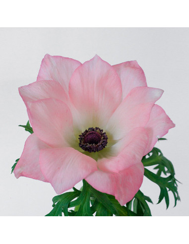 Anemone Pinkie Pink – Bright Pink Anemones (40 / 70 Stems) | Wholesale Bulk Flowers