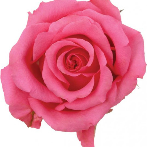 Ballet Pink Rose 50 / 75 / 100 / 200 stems