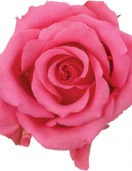 Ballet Pink Rose 50 / 75 / 100 / 200 stems