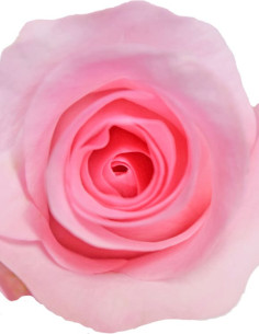 Blushing Akito Pink Rose