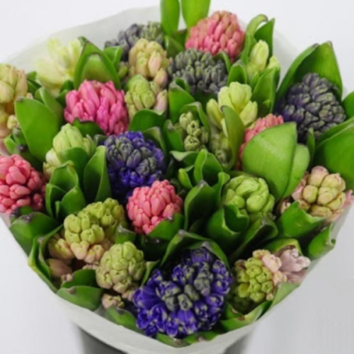 Hyacinth Assorted 50 / 100 stems