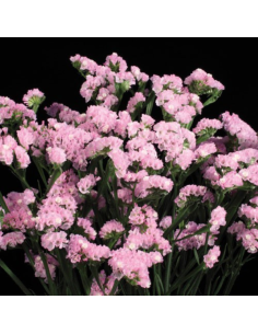 Wholesale Statice Assorted - 110 Stems Bulk Box | Florasource