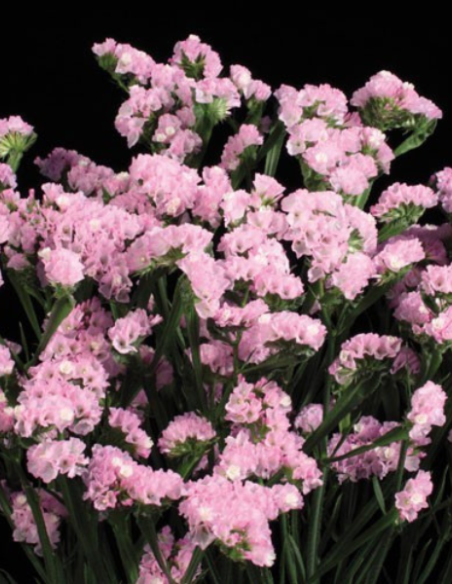 Statice Pink 11 Bunches