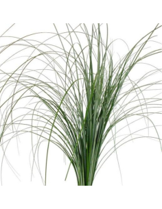 Bear Grass Bunches | Premium Linear Foliage for Floral Design