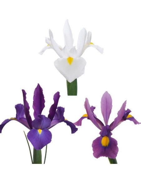 Iris Solid Color Small Pack 6 Bunches