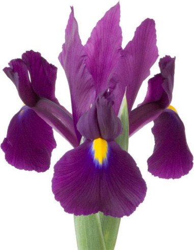 Iris Solid Color Small Pack 6 Bunches