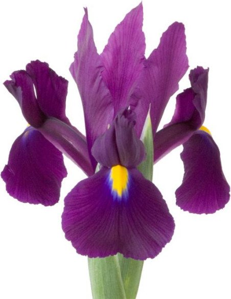 Iris Solid Color Small Pack 6 Bunches