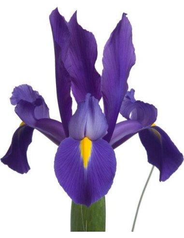 Iris Solid Color Small Pack 6 Bunches