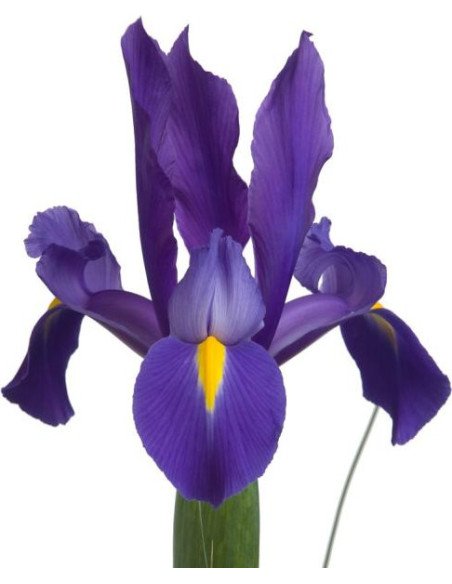 Iris Solid Color Small Pack 6 Bunches