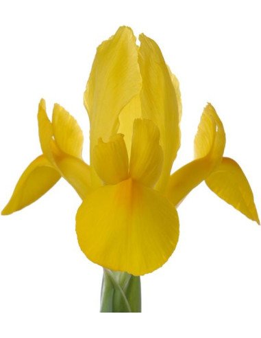 Iris Solid Color Small Pack 6 Bunches