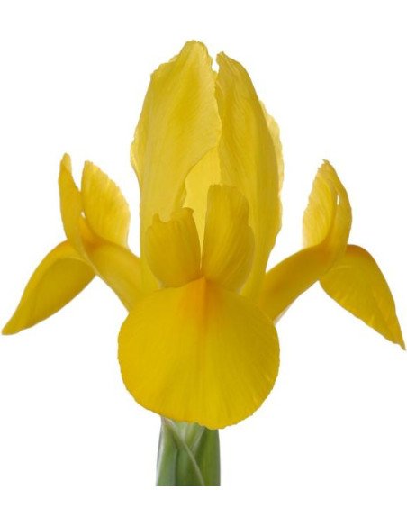 Iris Solid Color Small Pack 6 Bunches