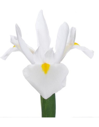 Iris Solid Color Small Pack 6 Bunches