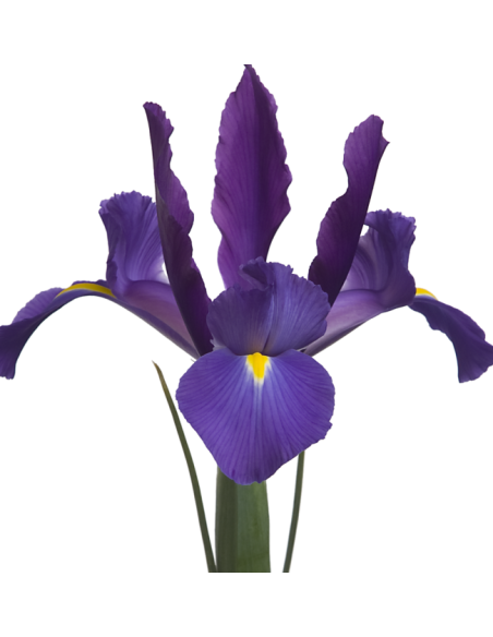 Iris Solid Color Small Pack 6 Bunches
