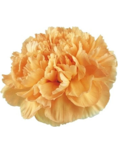 Solid Peach Carnations | Soft Peach Carnations Wholesale (175 Stems)