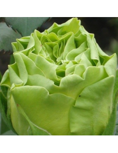 Wimbledon Green Roses | Fresh Green Standard Roses Wholesale