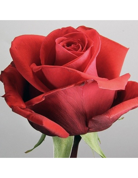 Nina Orange Rose 100 stems