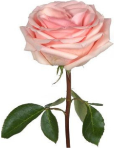 Novia Rose | Soft Blush‑Peach Wholesale Roses | Florasource