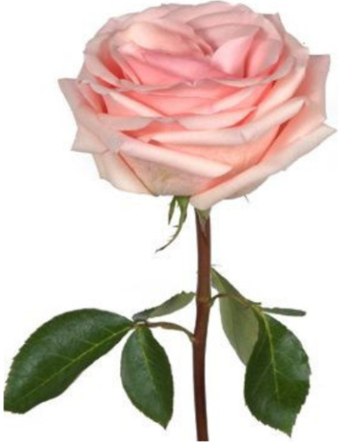 Novia Rose | Soft Blush‑Peach Wholesale Roses | Florasource
