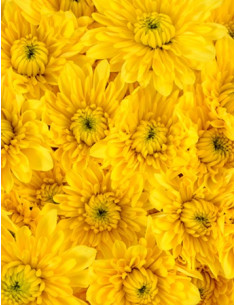 Cushions Yellow 12 Bunches