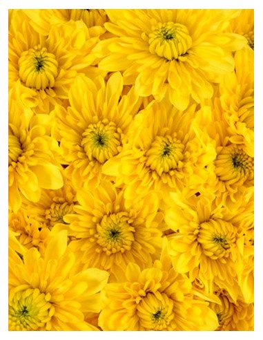 Cushions Yellow 12 Bunches Cushions Yellow 12 Bunches