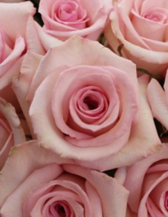 Katherina Pink Rose