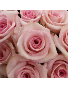Katherina Pink Roses | Wholesale Star-Shaped Wedding Flowers