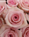 Katherina Pink Rose